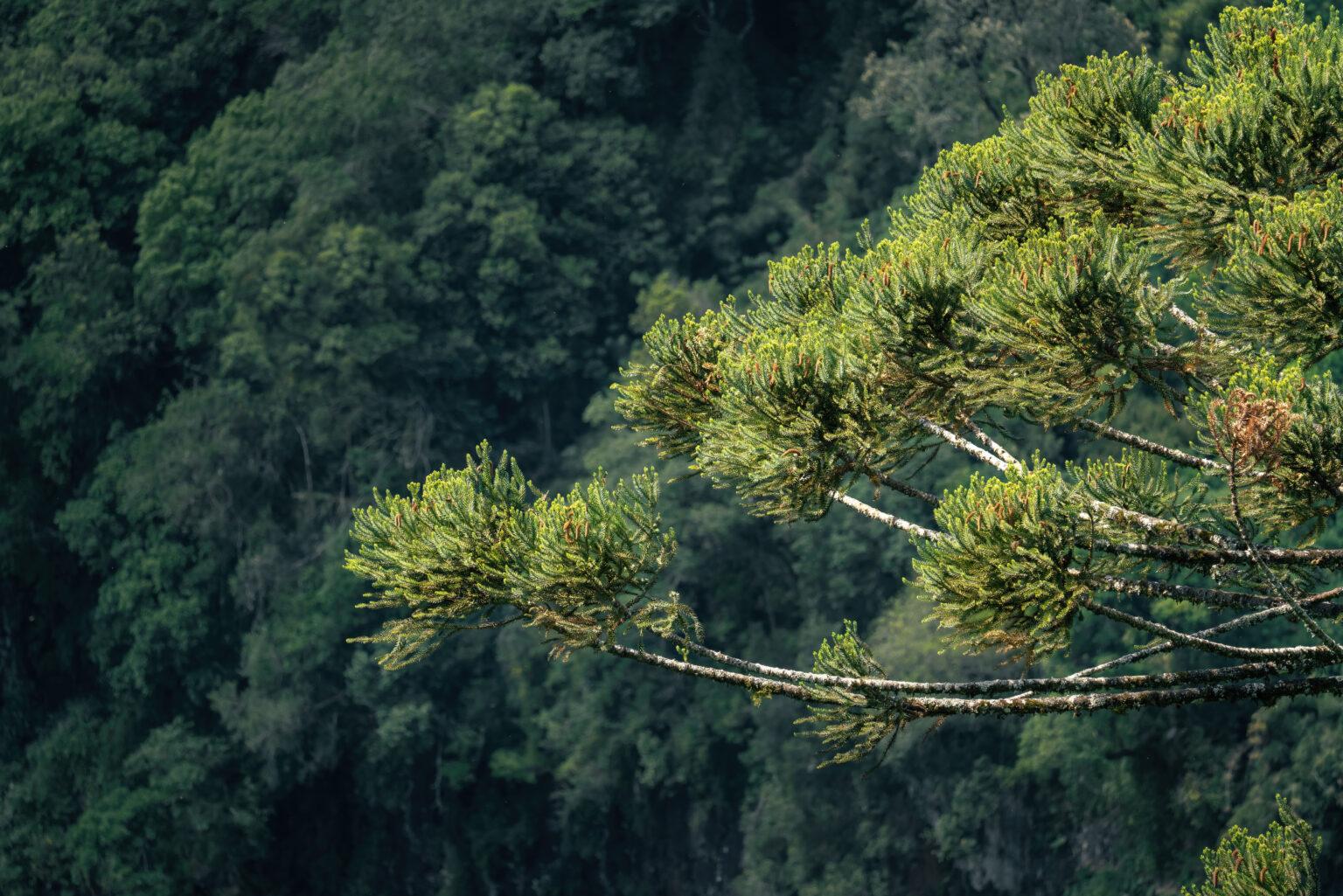 Parana Pine or Brazilian Pine - Araucaria Tree (Araucaria angustifolia). Photo Credit: diegograndi